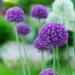 Okrasný cesnak (Allium) ´OSTARA´, kont. C1L